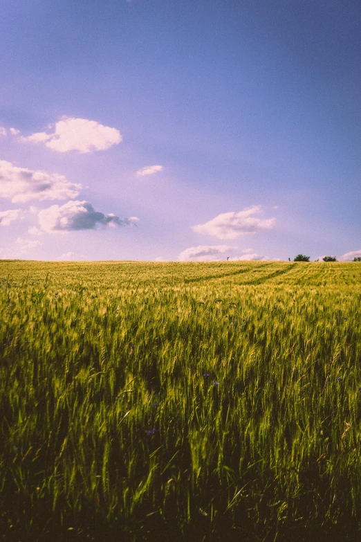 a field of grass with a sky in the background