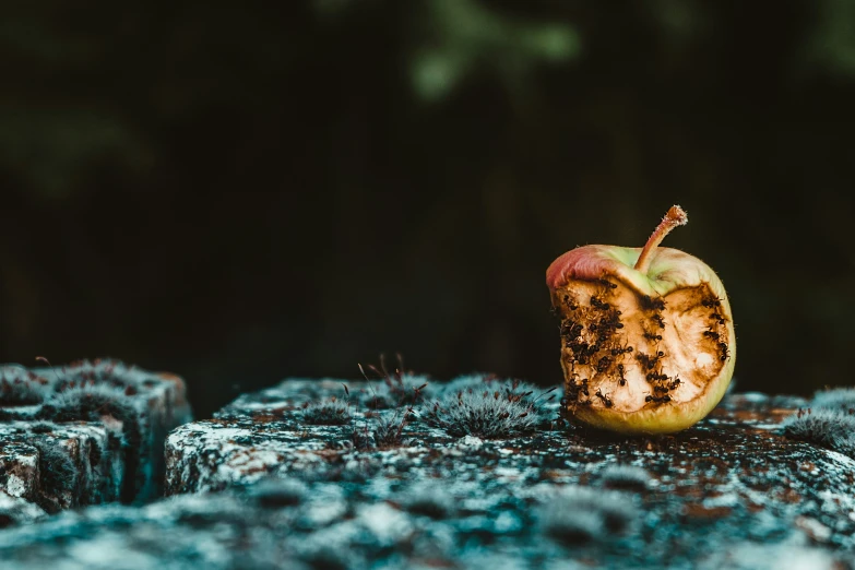 a rotten apple sitting on top of a wooden slab