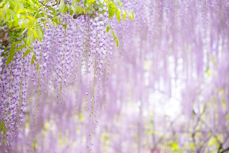 an image of a purple and green tree