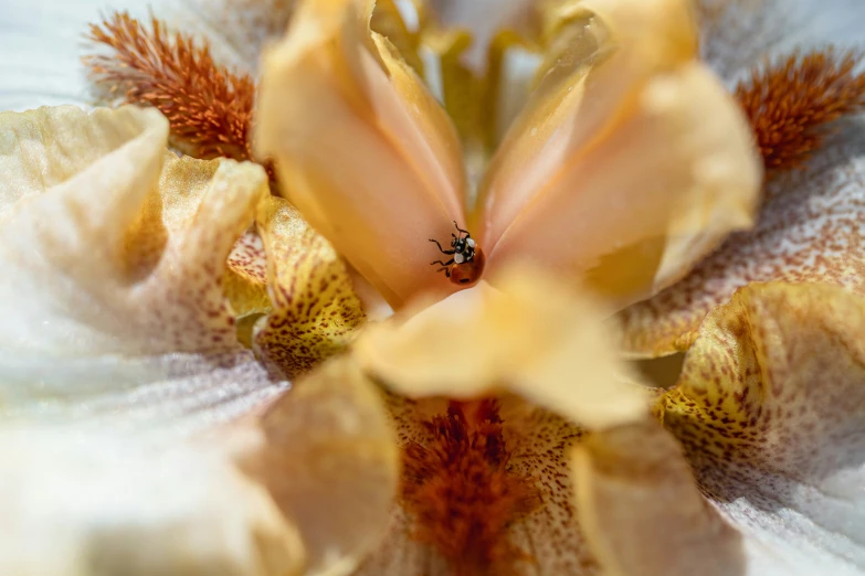 a close up view of a flower's petals