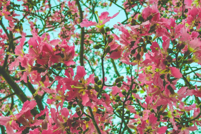 pink flowers are on a tree with green leaves