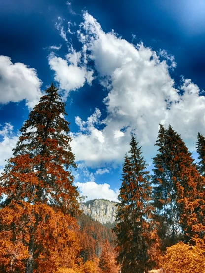 trees with orange leaves and a big sky