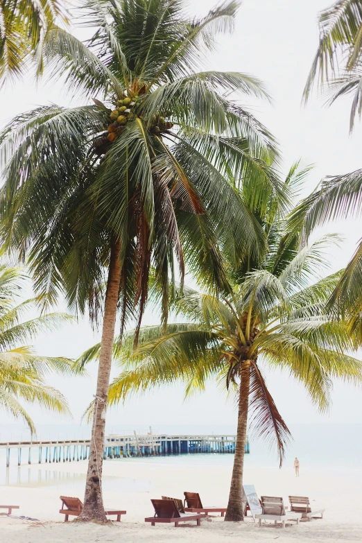 many chairs in front of palm trees on the beach