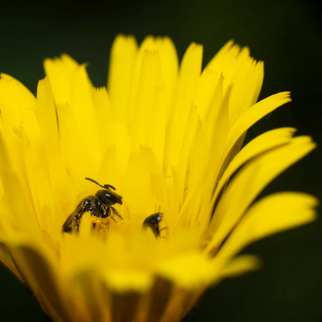 two bees sitting on top of a yellow flower