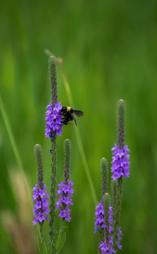 a bum sitting on top of purple flowers