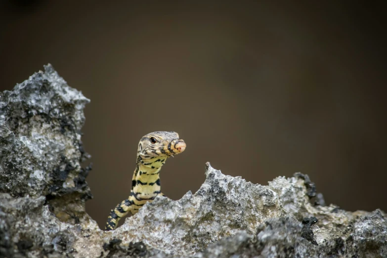 a yellow and black striped animal standing on rock