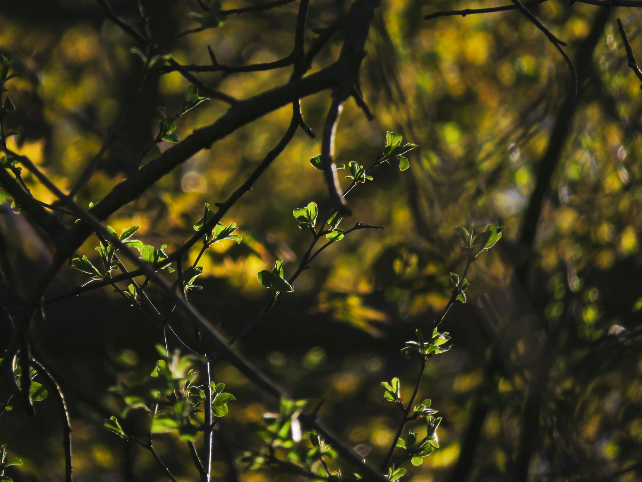 close up view of leaves on the nch