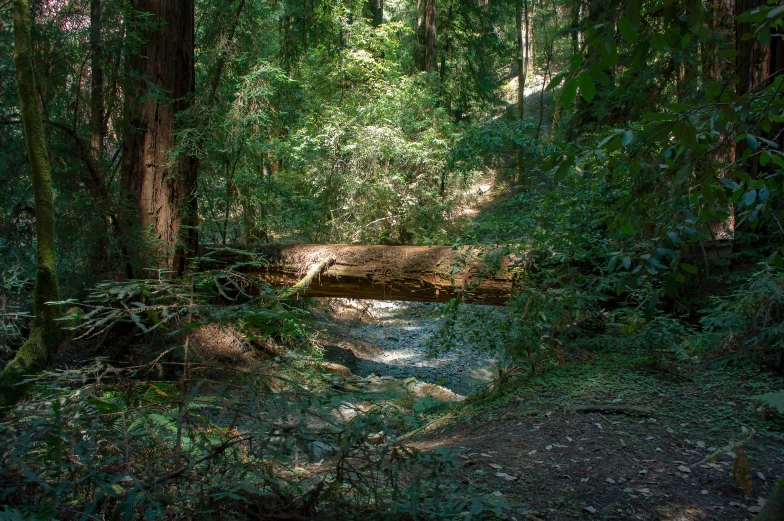 there is a trail that runs through the forest