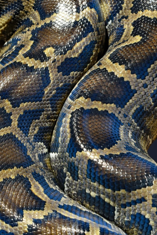 a blue and gold snake with an interesting pattern