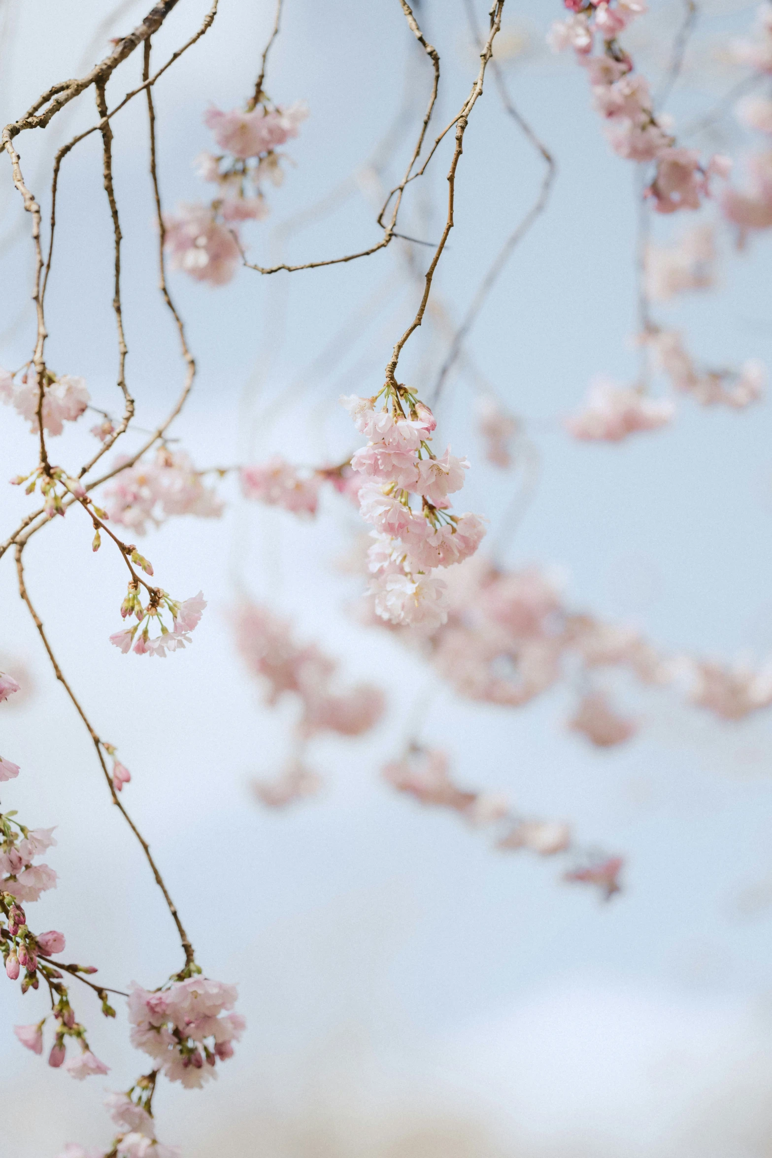 a close up of pink flowers on a tree nch