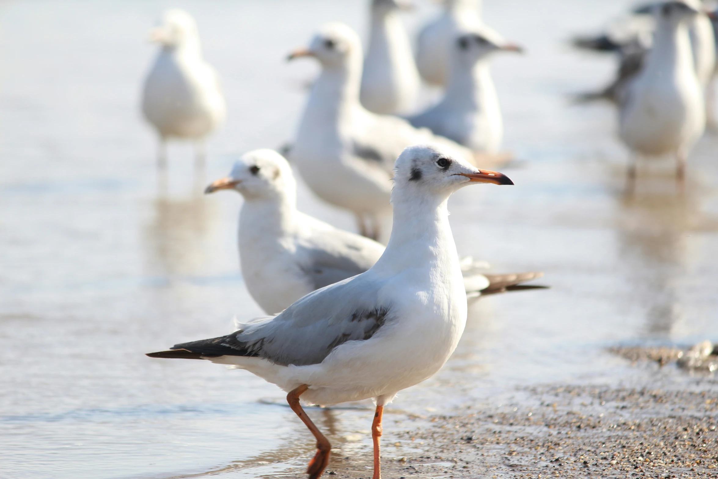 several seagulls on the sand at the beach