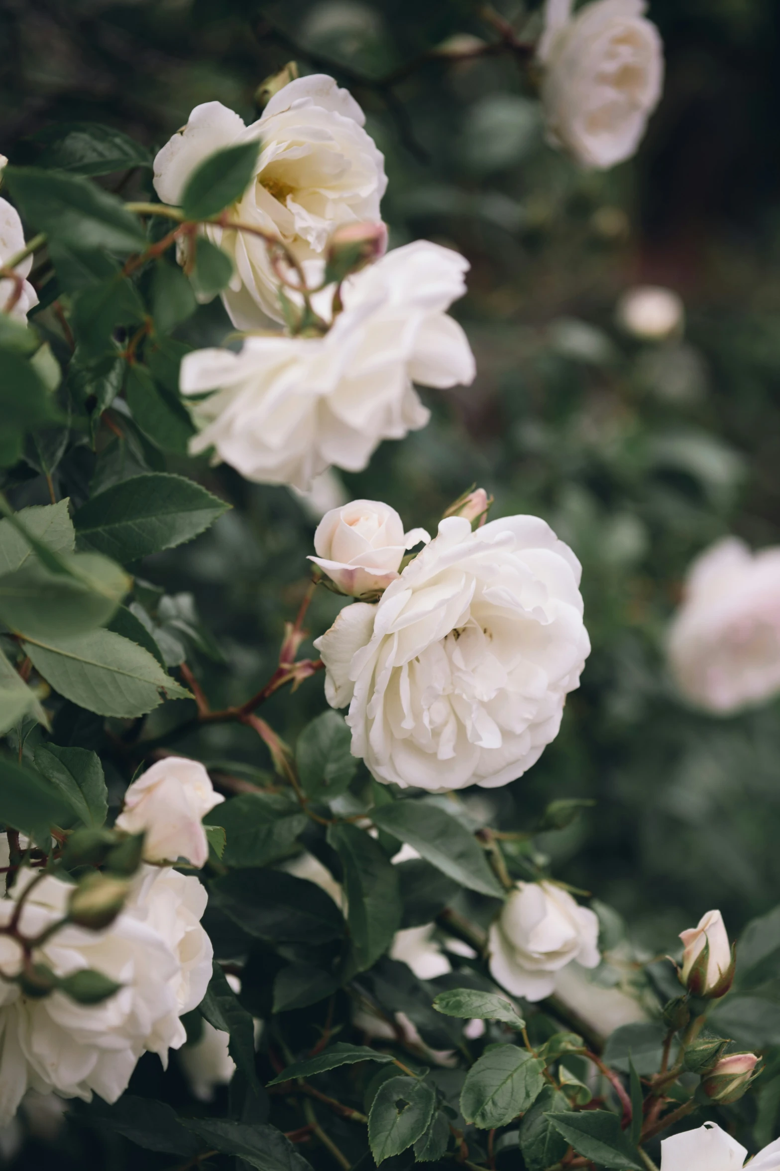 some white flowers sitting on the green plants