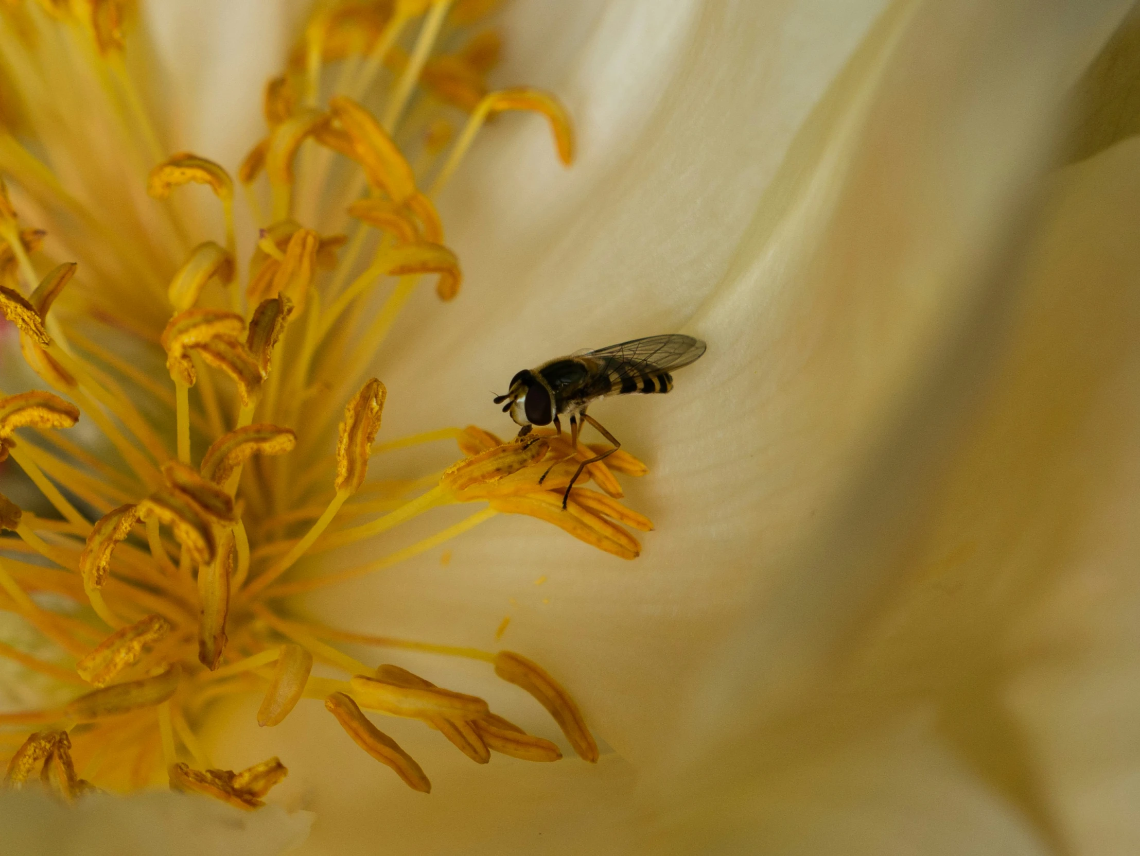a bee is sitting inside of a large flower