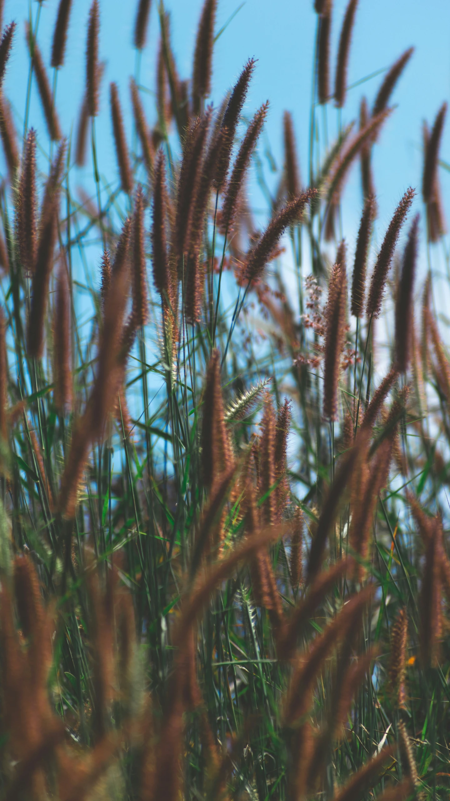 close up s of some plants outside by itself