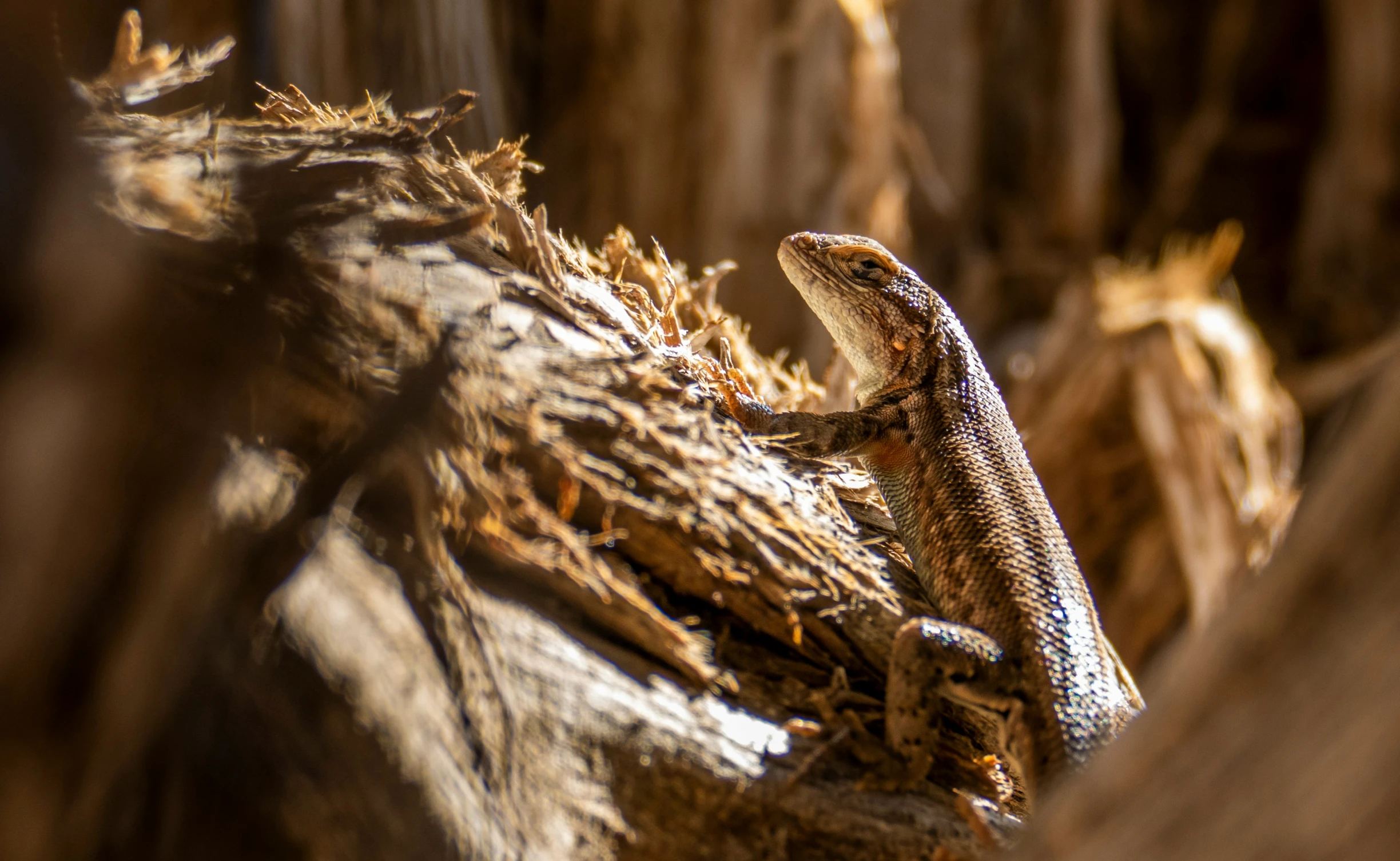 a lizard standing on a tree trunk, looking at soing