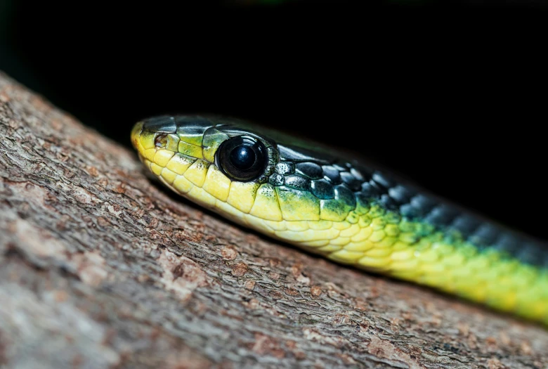 a yellow and black snake with a black eye on it's chest
