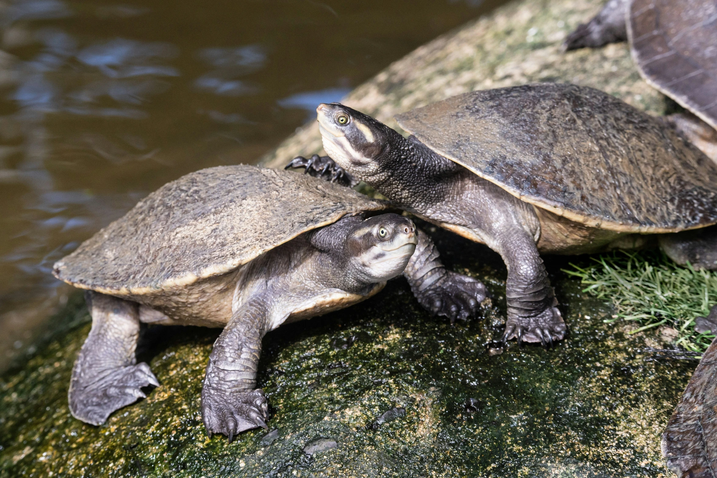 a couple of turtle are sitting on some rocks