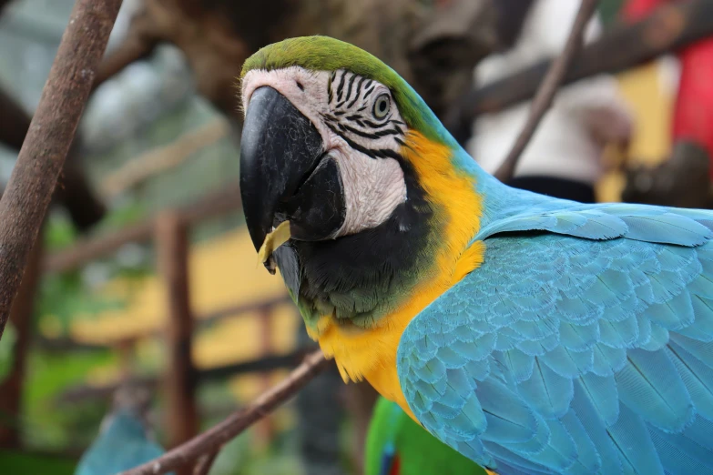 the bright blue parrot is perched on a nch