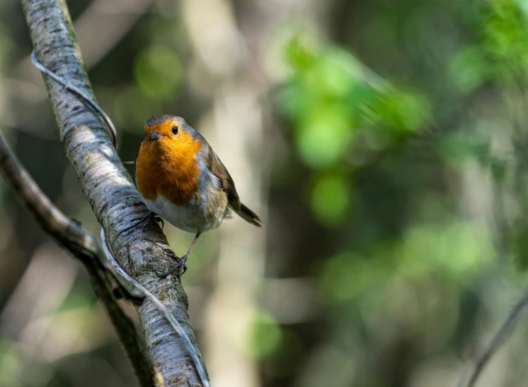 a small orange bird sitting on a nch