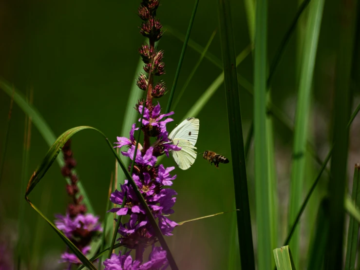 a white erfly sits on a purple flower