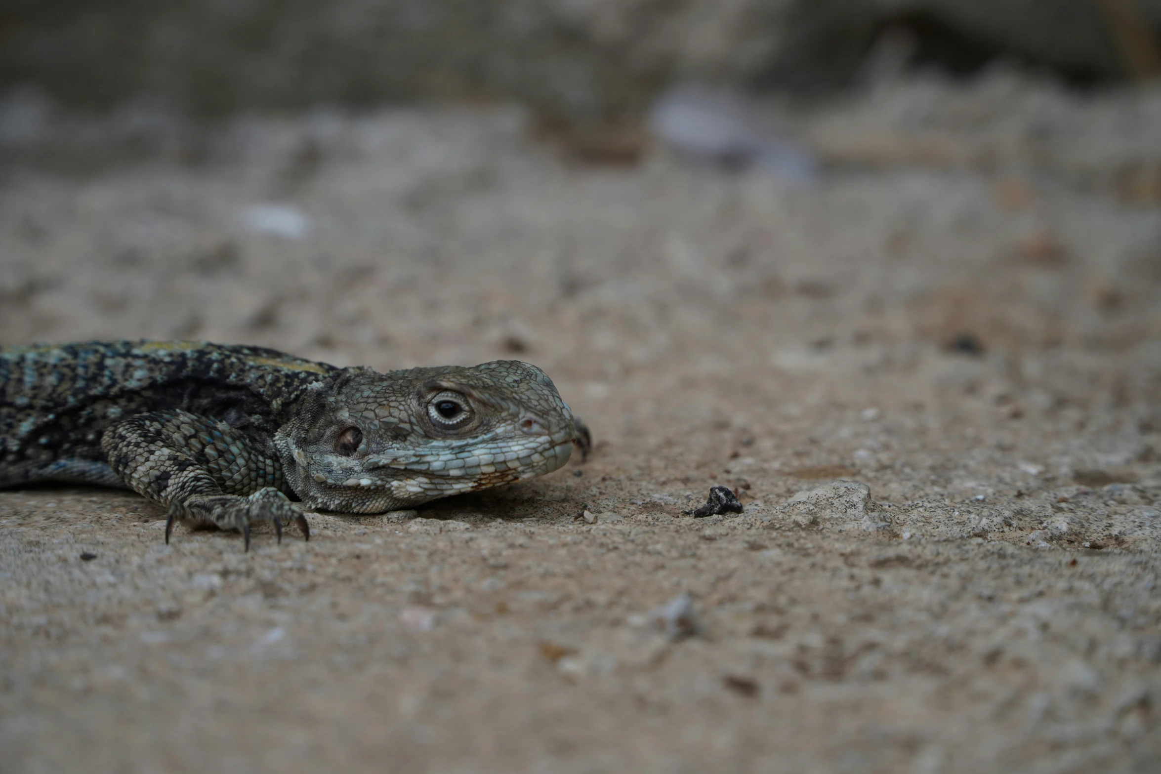 a lizard that is laying on the ground