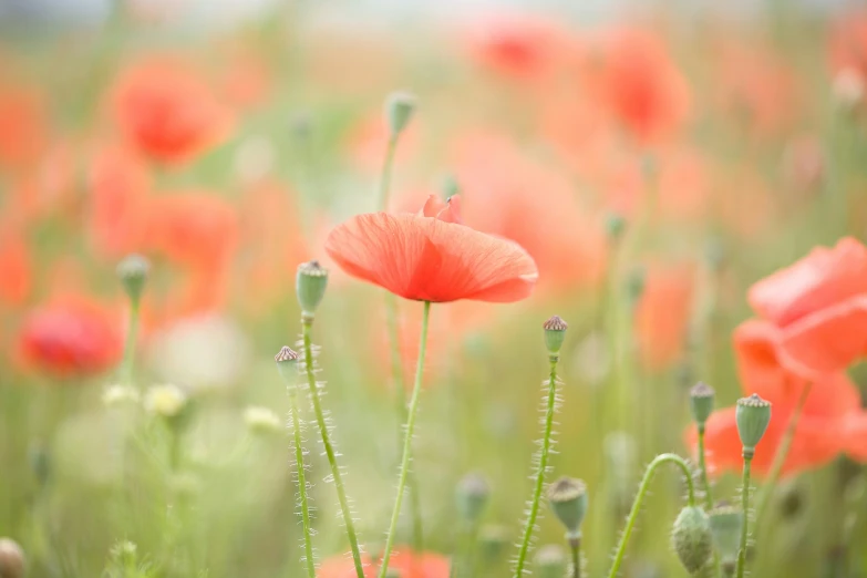 the bright red flowers are in the field