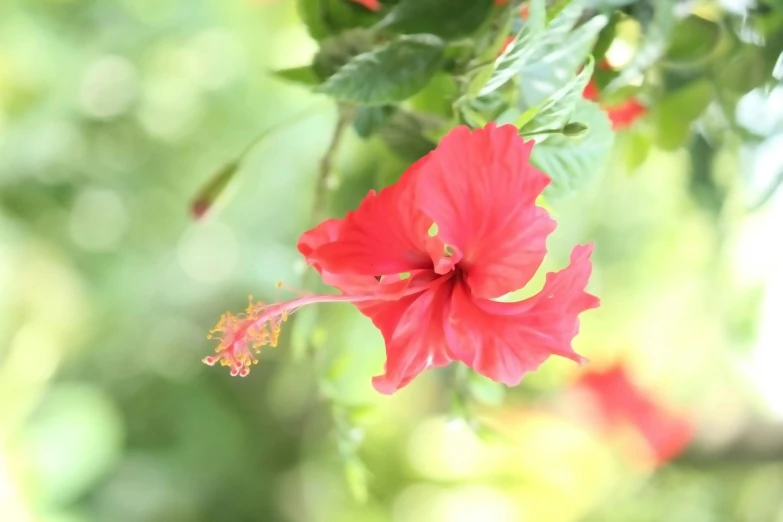 red flowers bloom on a bright day