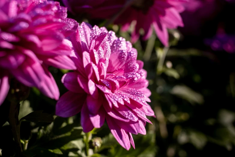 a pink flower with water droplets on it