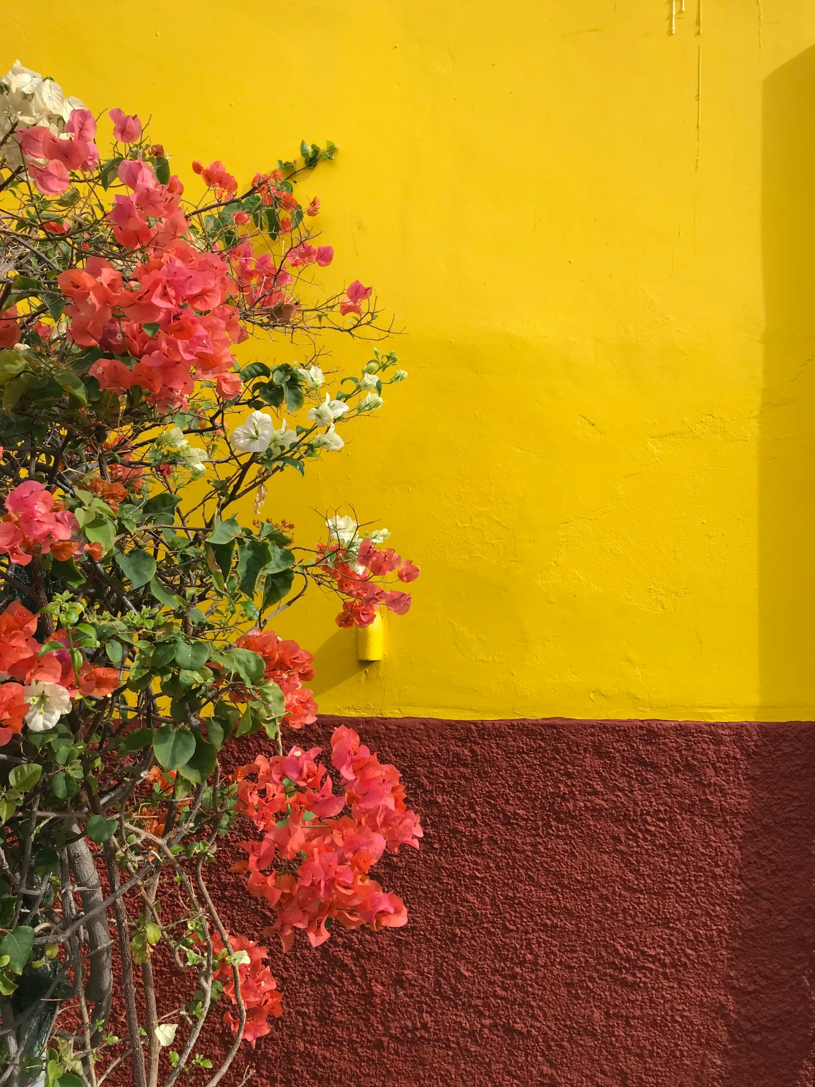 the flowered bush is next to a bright yellow wall