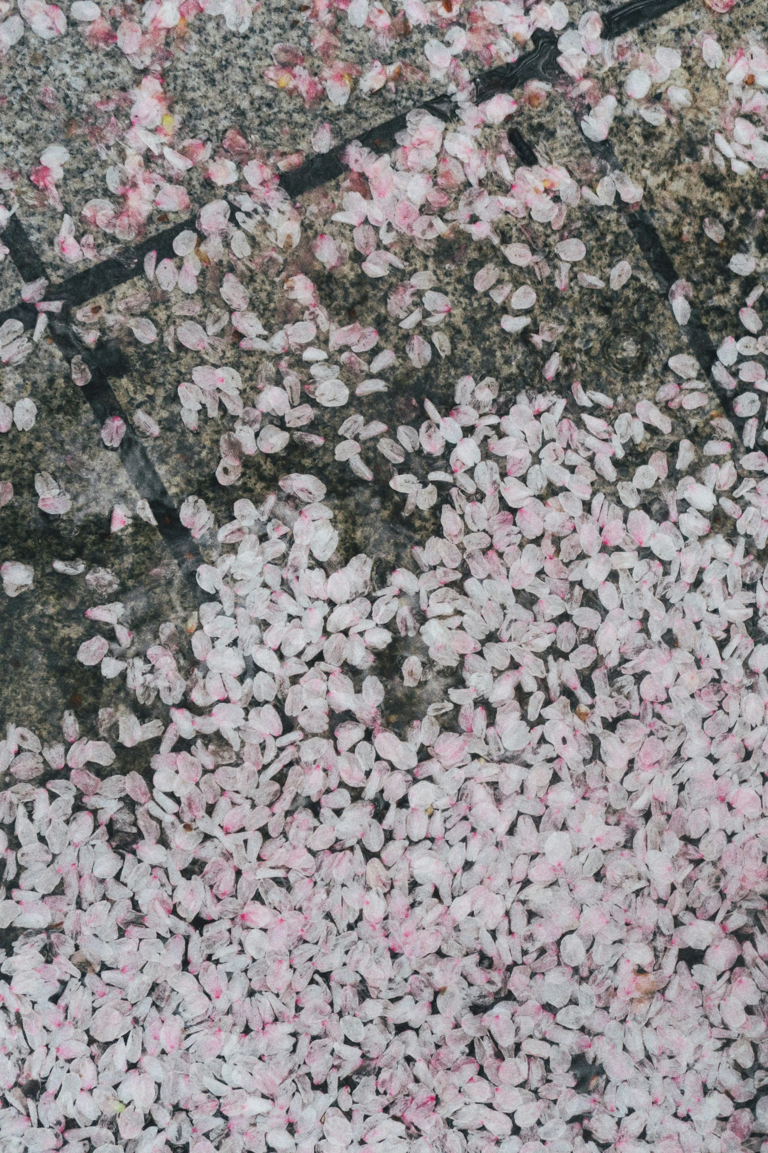 large clusters of white and pink flowers float over the ground