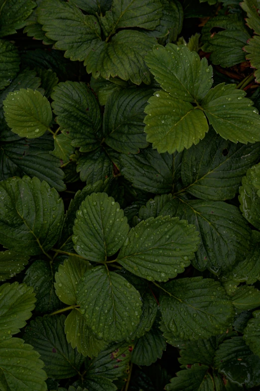 leaves that are all green and have water droplets