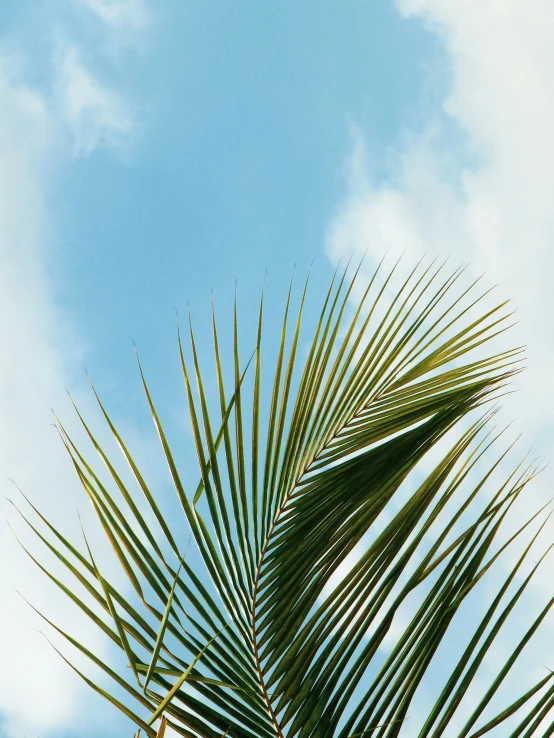 the nch of palm tree against a blue sky