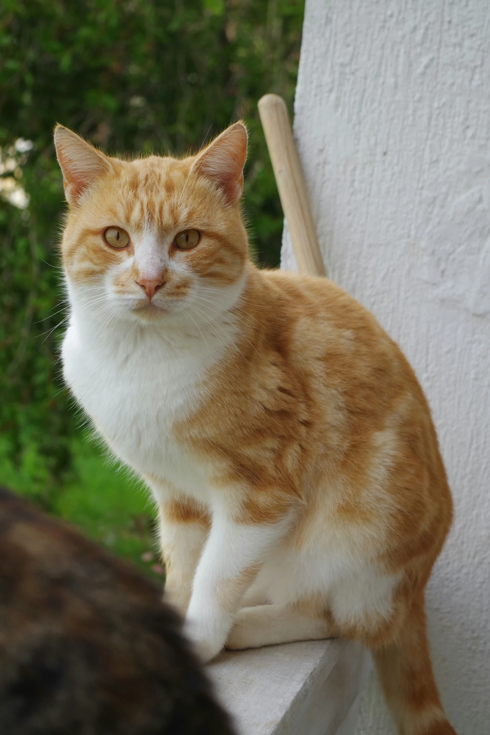 a brown and white cat is sitting on the ledge