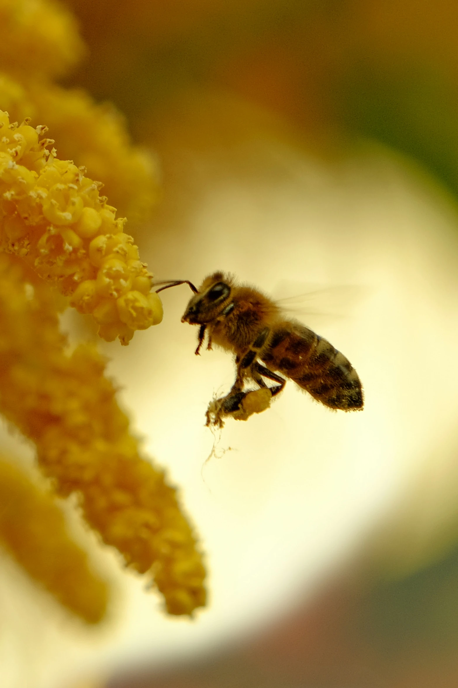 a close up of a bee with its face open