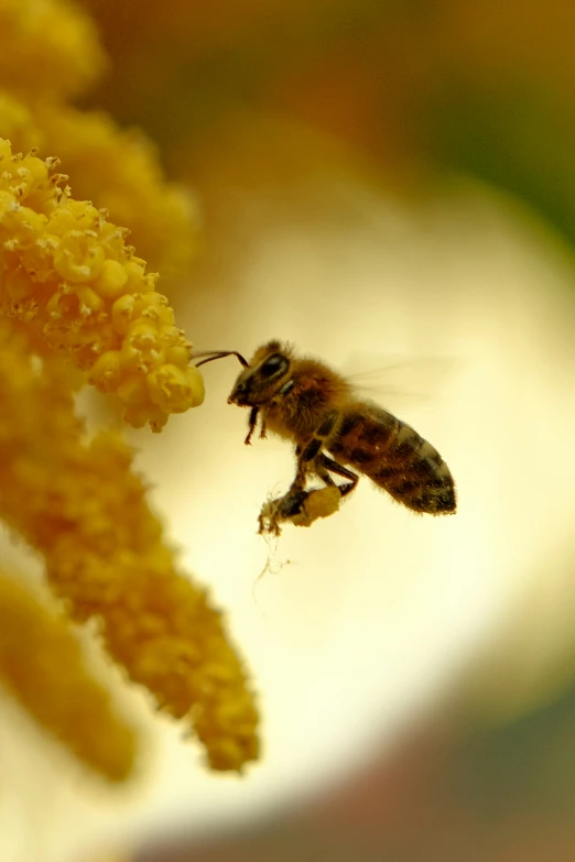 a close up of a bee with its face open