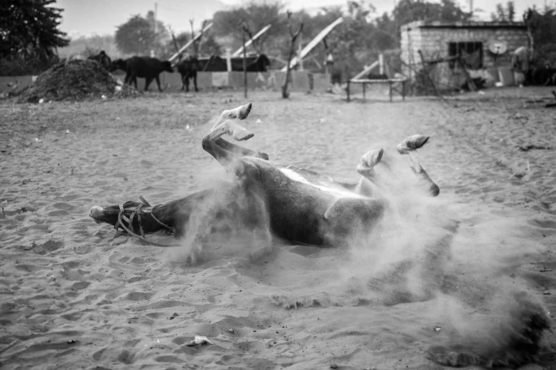 the animal is playing in the sand at the zoo