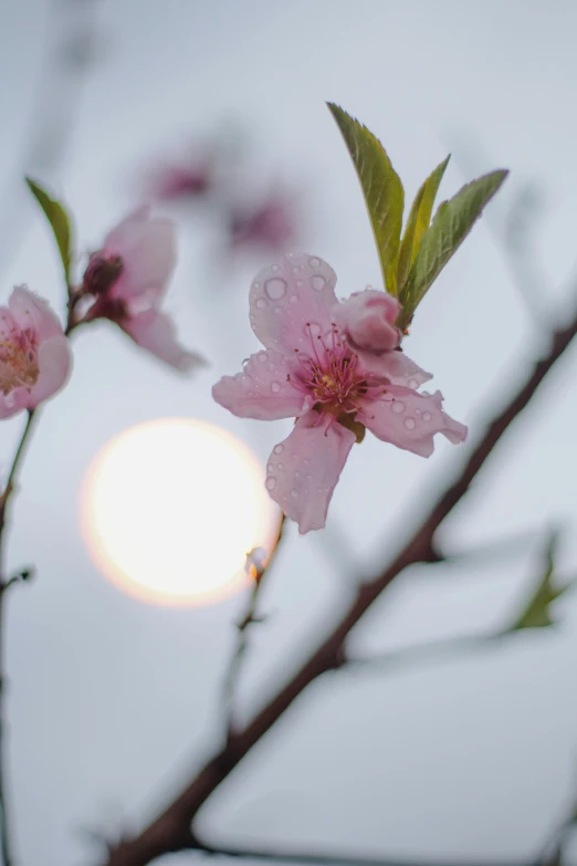 closeup of a pink blossoming tree nch against a sun