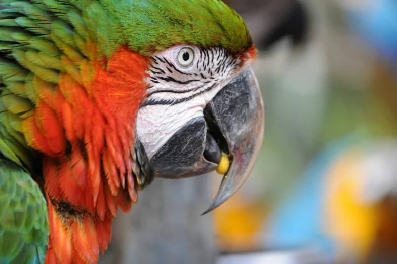 the close up s shows the colorful feathers