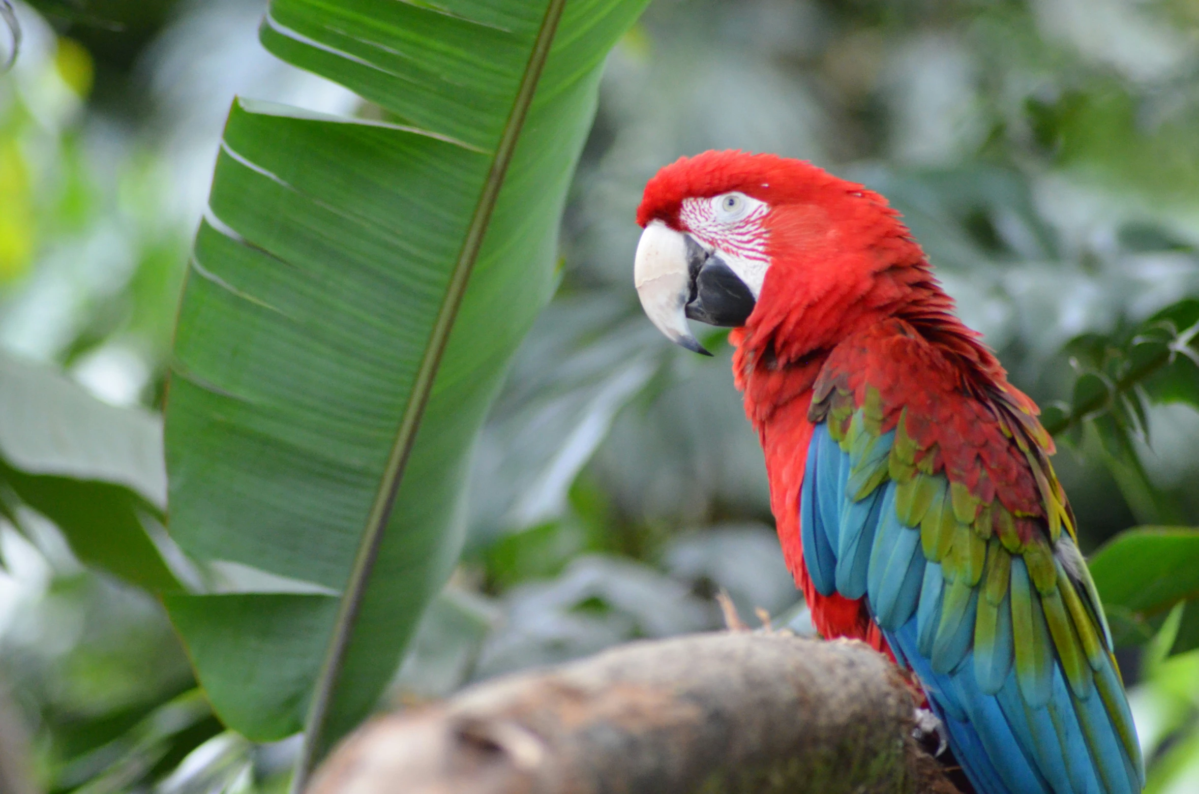 the bright colored bird stands on top of the nch of a tree