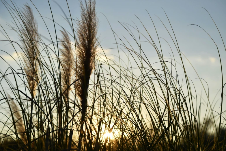 tall grass and the sun shining through them