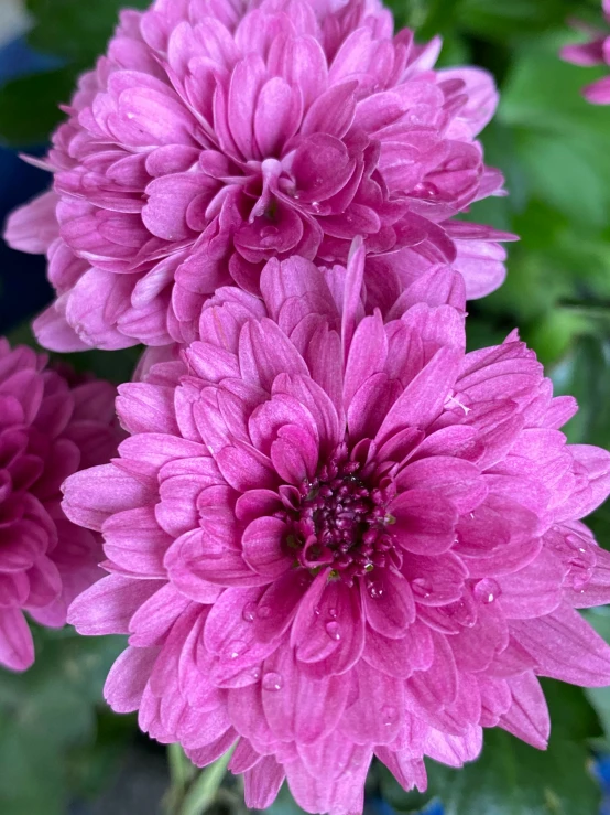 a couple of flowers that are on the grass