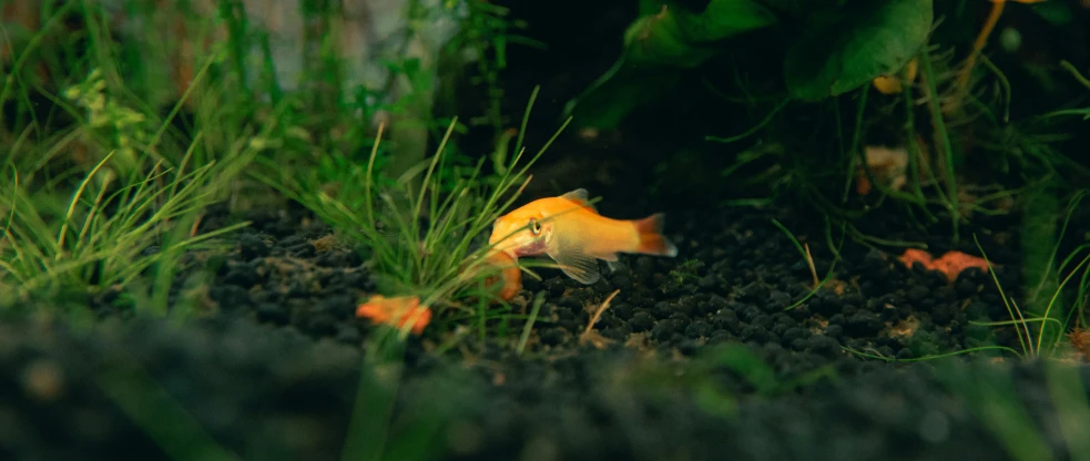 yellow fish on dark green water looking for food