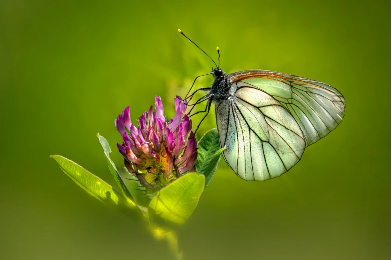 a white and red erfly perched on top of a purple flower