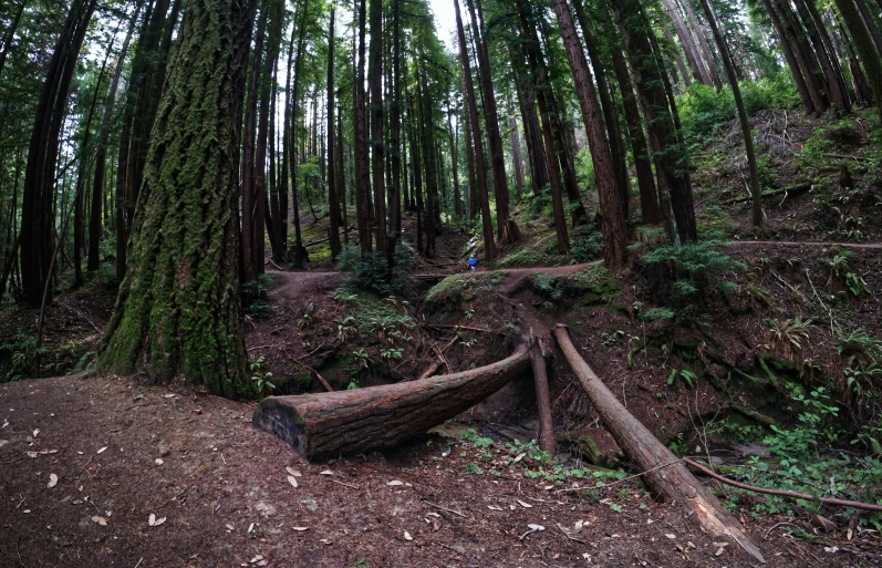 there is a fallen tree in the middle of a forest