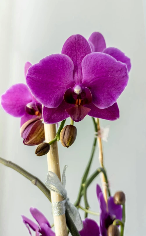 a very pretty purple flower in a vase