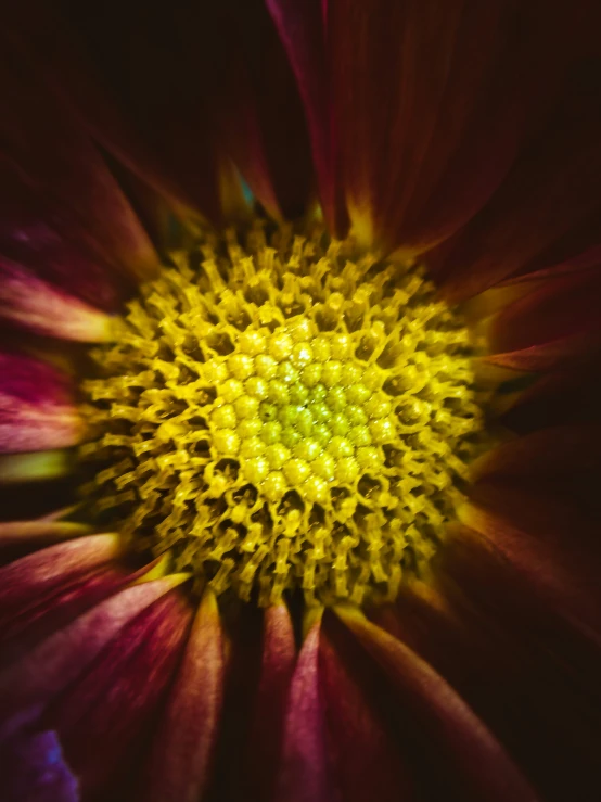 an up close picture of a beautiful flower