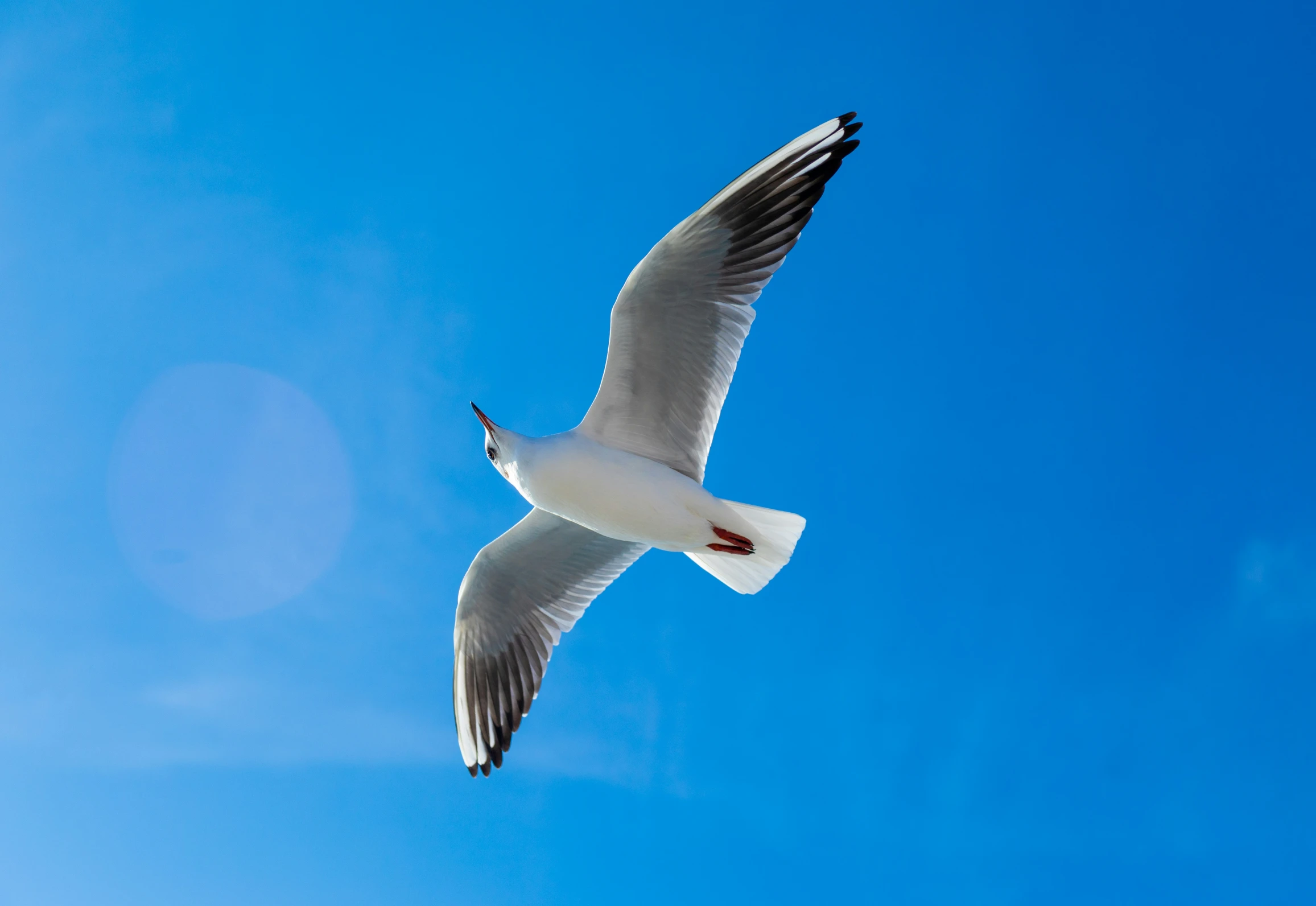 a seagull flying in the clear sky with a trail of tail flups