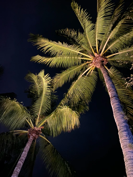 two palm trees on the side of a road