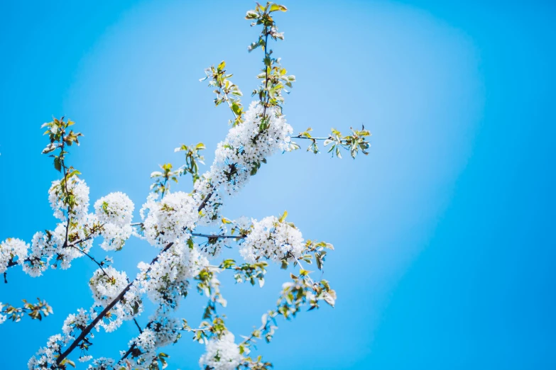 there is a tree with many flowers that are white