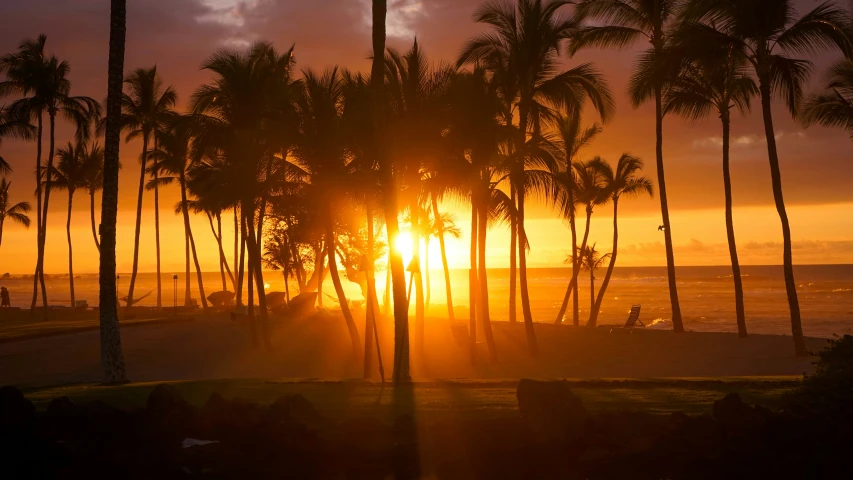 the sun setting behind palm trees on the beach